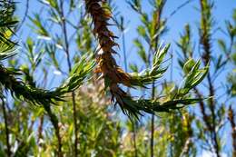 Image of Cliffortia heterophylla Weim.