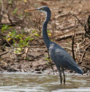 Image of Western Reef Heron