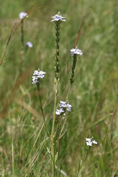 Image of Buchnera simplex (Thunb.) Druce