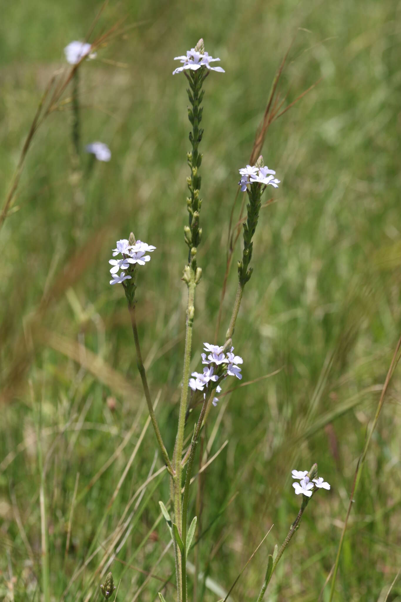 Image of Buchnera simplex (Thunb.) Druce