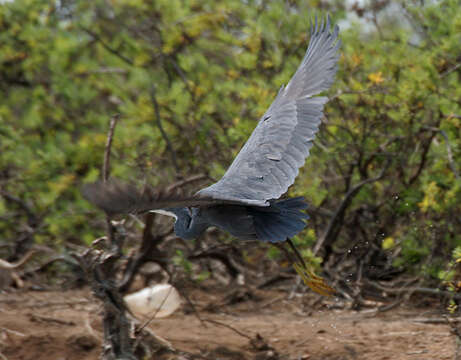 Image of Egretta Forster & T 1817