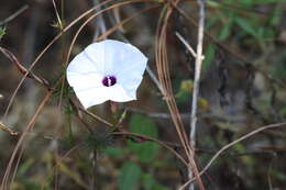 Ipomoea perpartita G. D. Mc Pherson的圖片