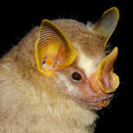 Image of Dwarf Fruit-eating Bat