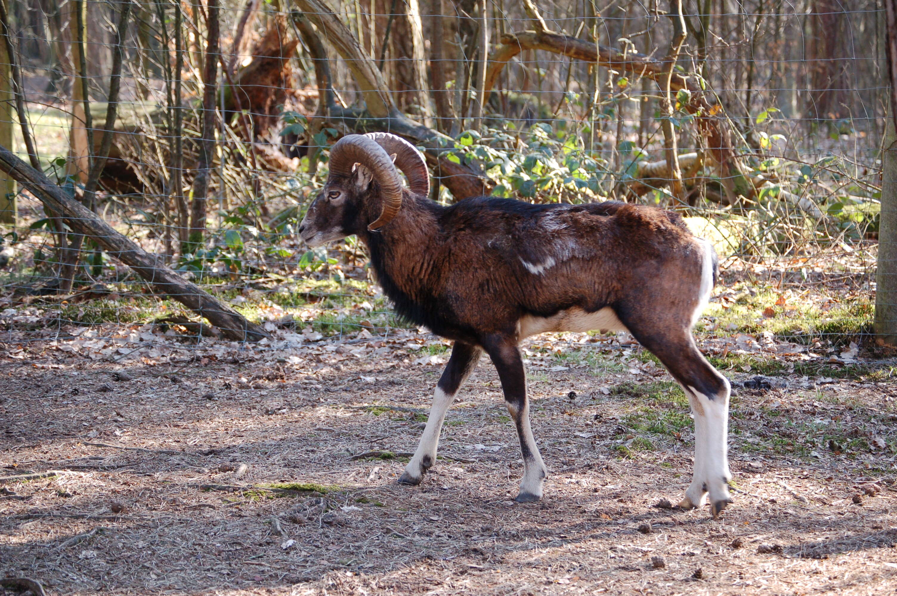 Image of Ovis orientalis musimon