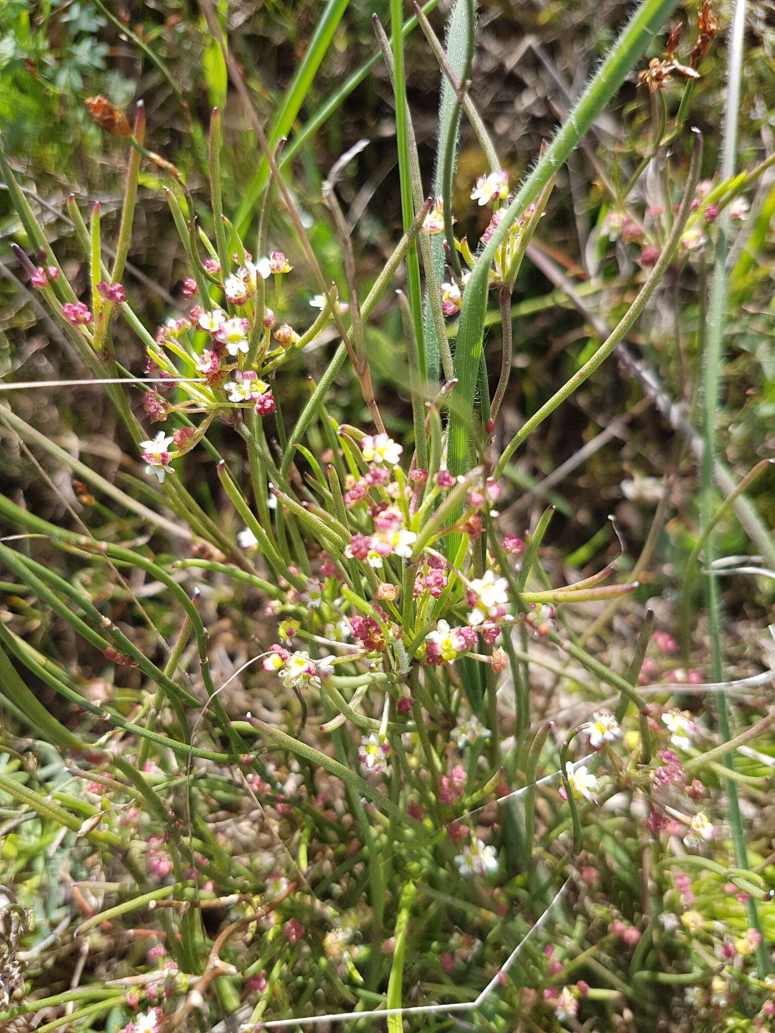 Image of Centella macrocarpa (Rich.) Adamson