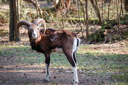 Image of Ovis orientalis musimon