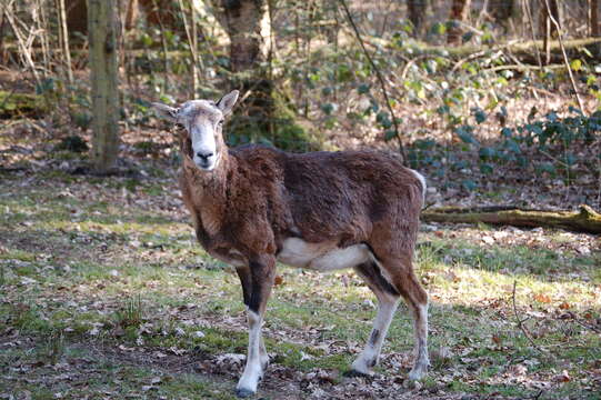 Image de Ovis orientalis musimon