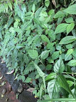 Image of Dicliptera japonica (Thunb.) Makino