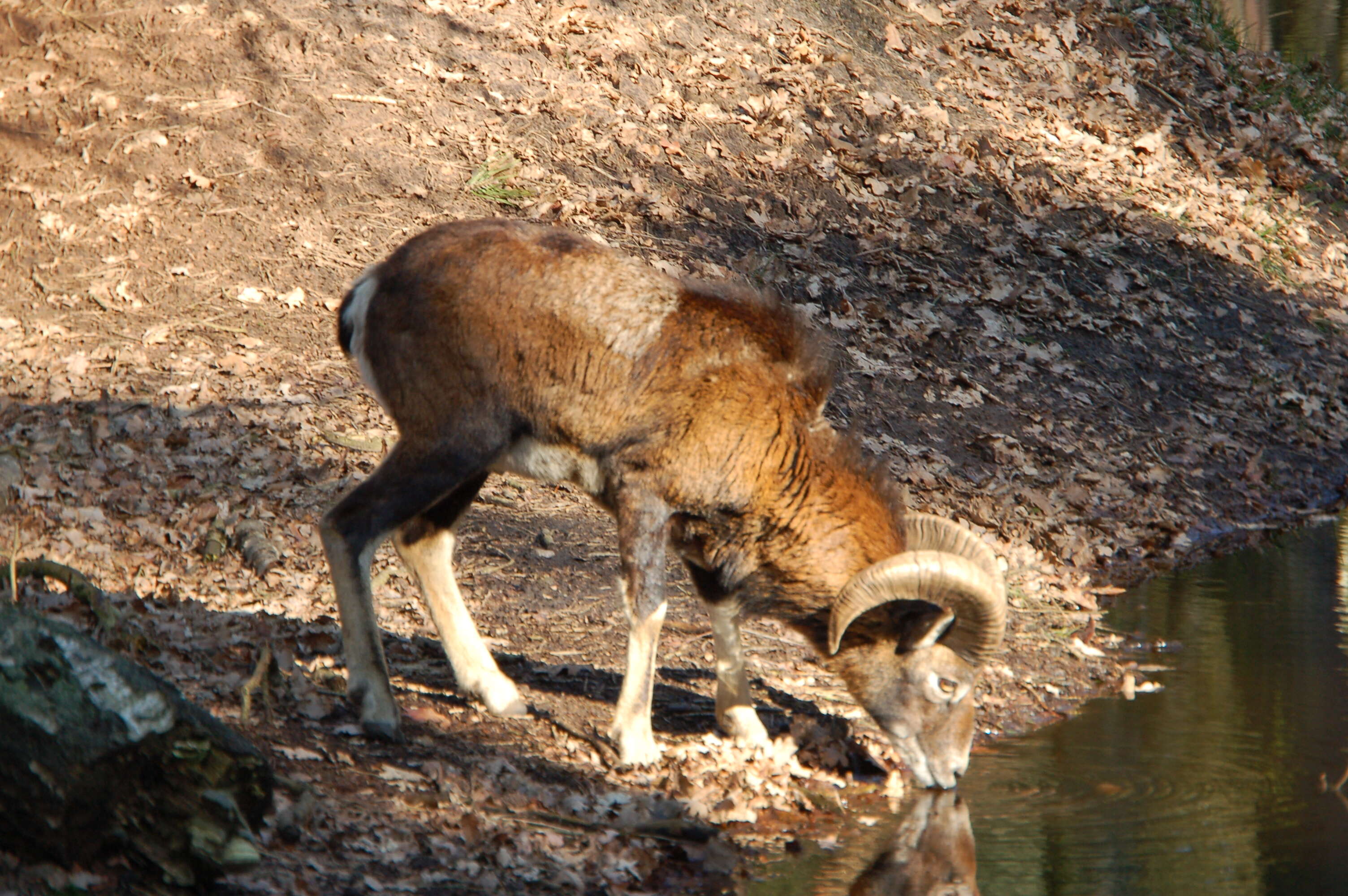 Ovis orientalis musimon的圖片