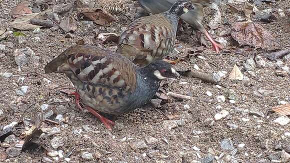 Image of Malay Partridge