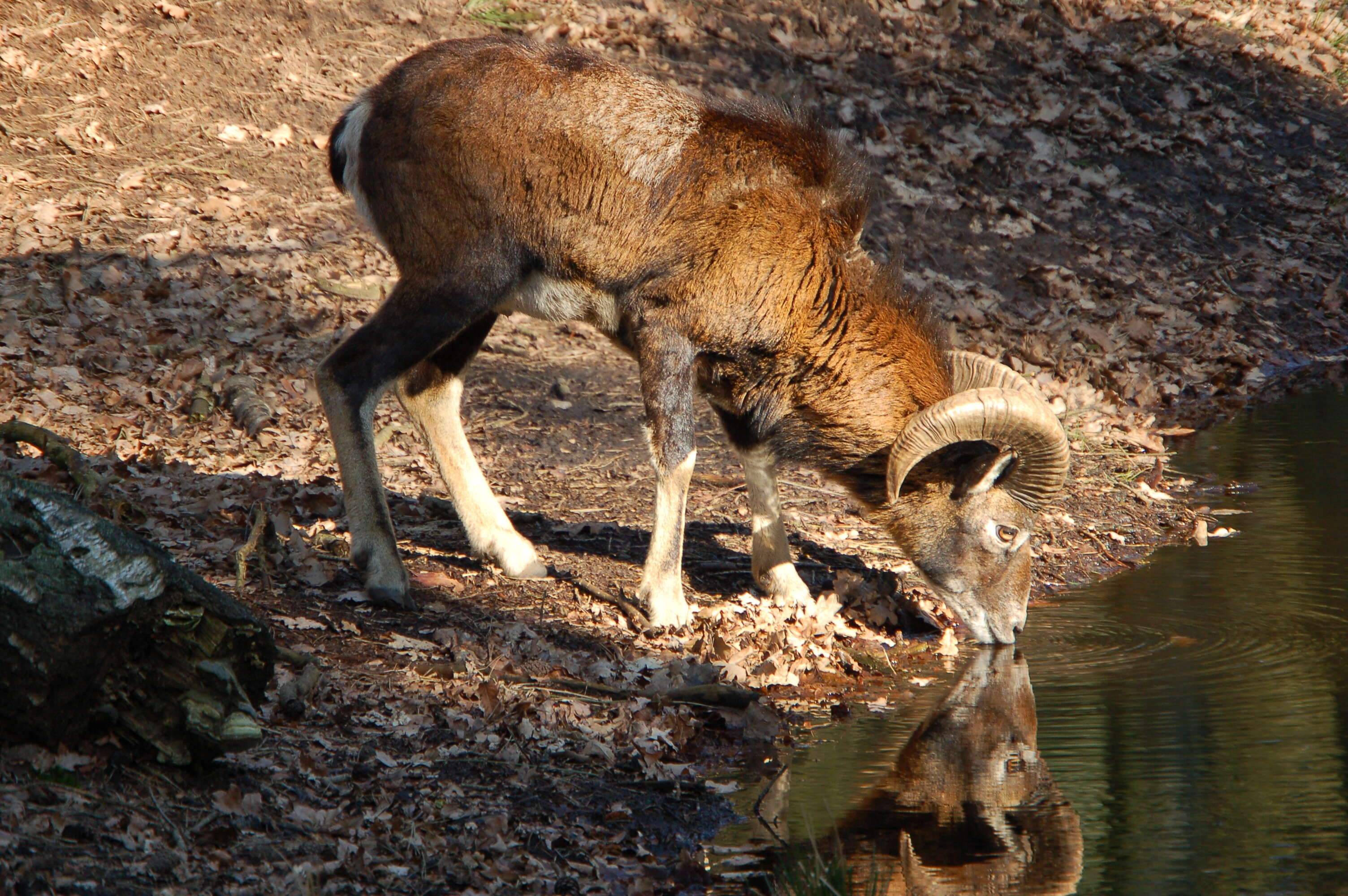 Ovis orientalis musimon的圖片