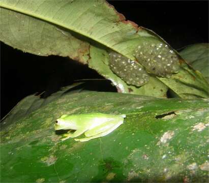 Image of Plantation Glass Frog