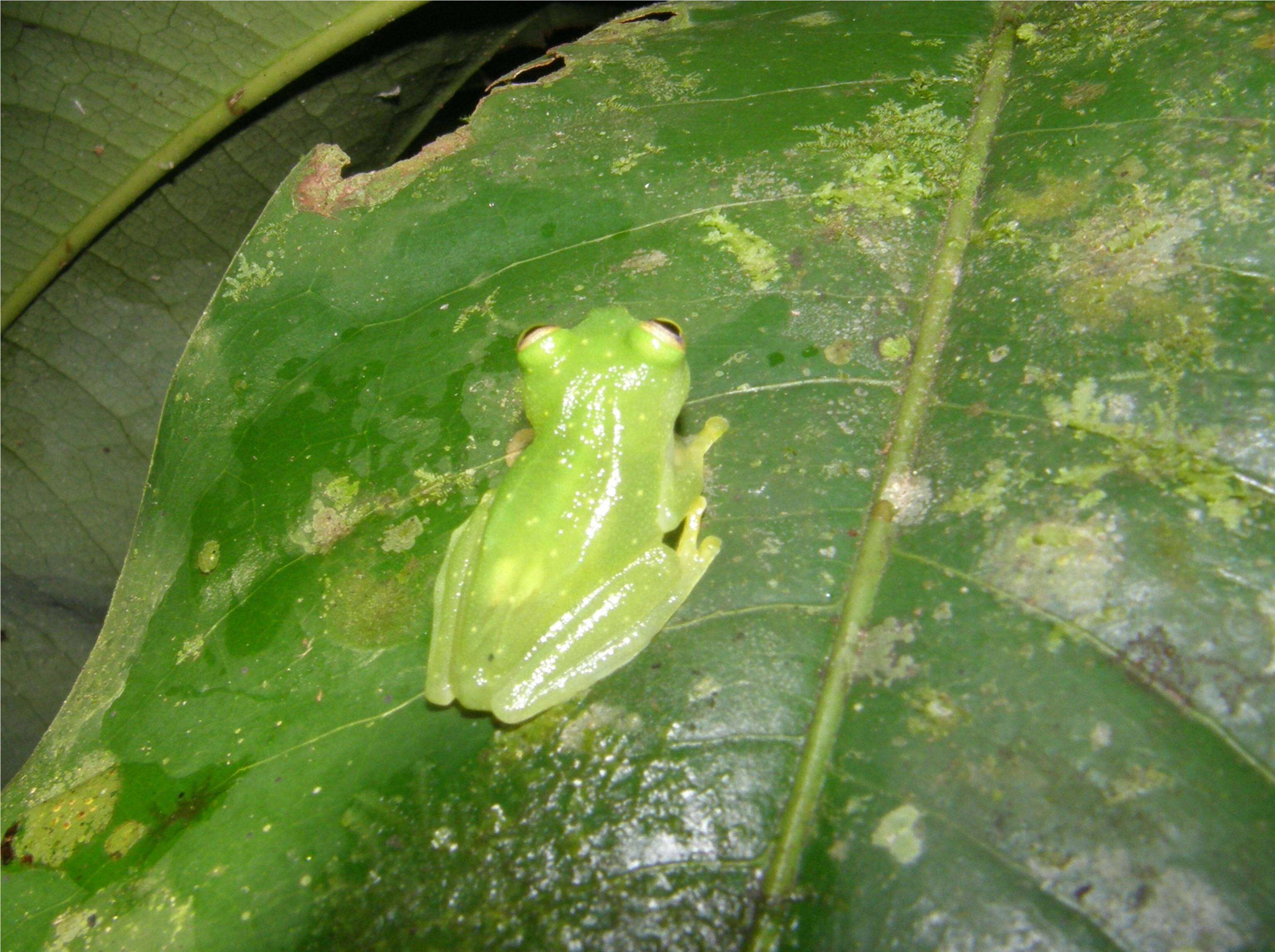 Image of Plantation Glass Frog