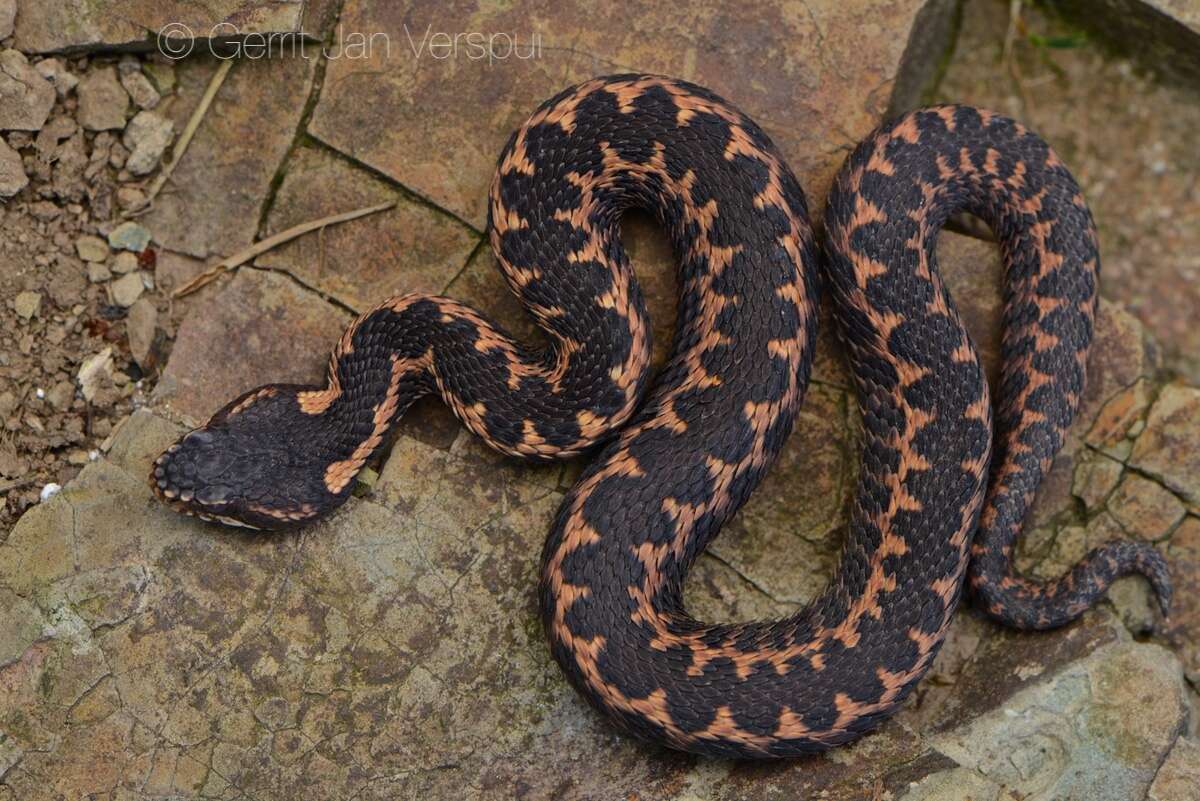 Image of Caucasian (Caucasus) Viper