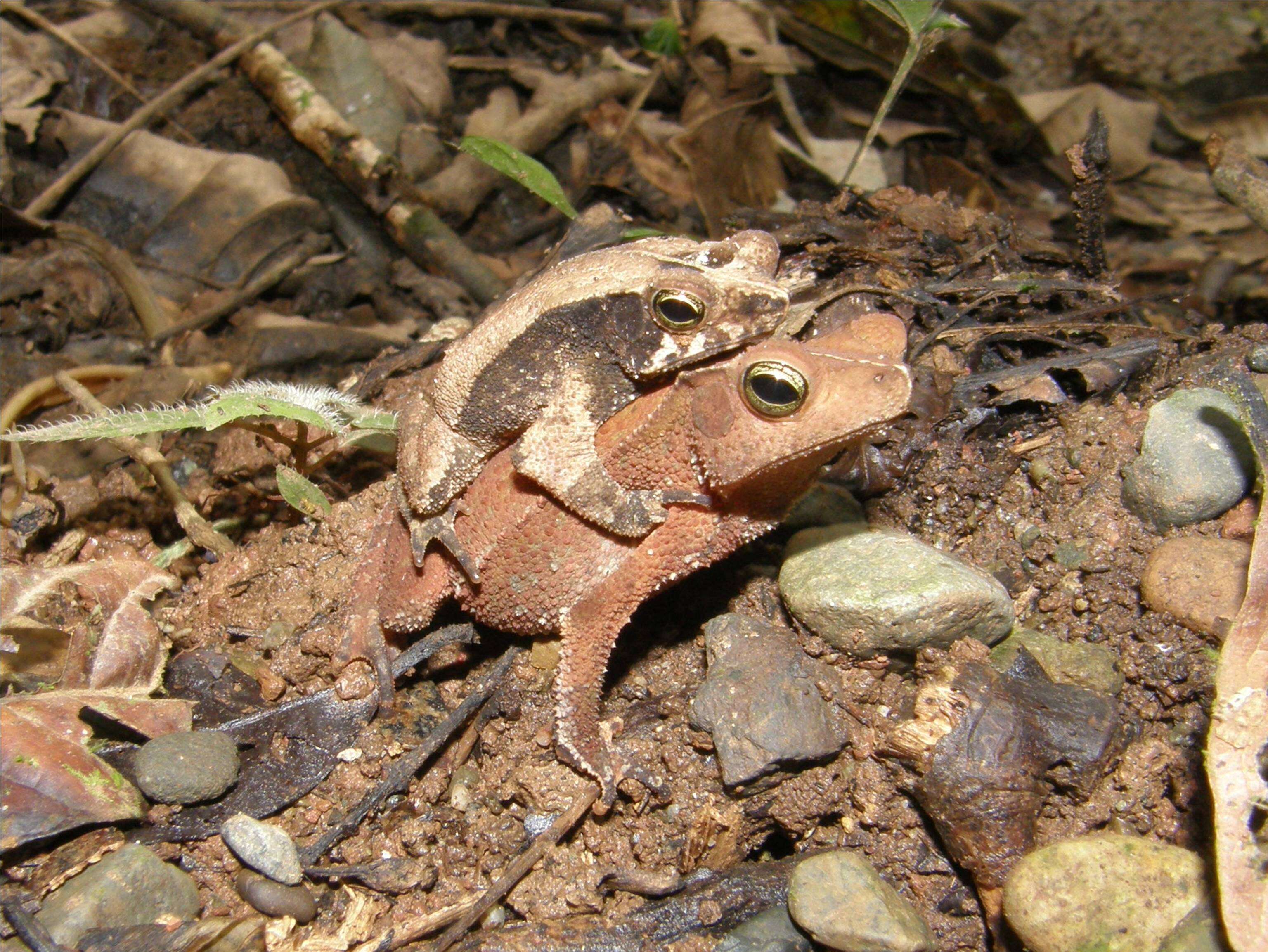 Image of Rhinella margaritifera (Laurenti 1768)