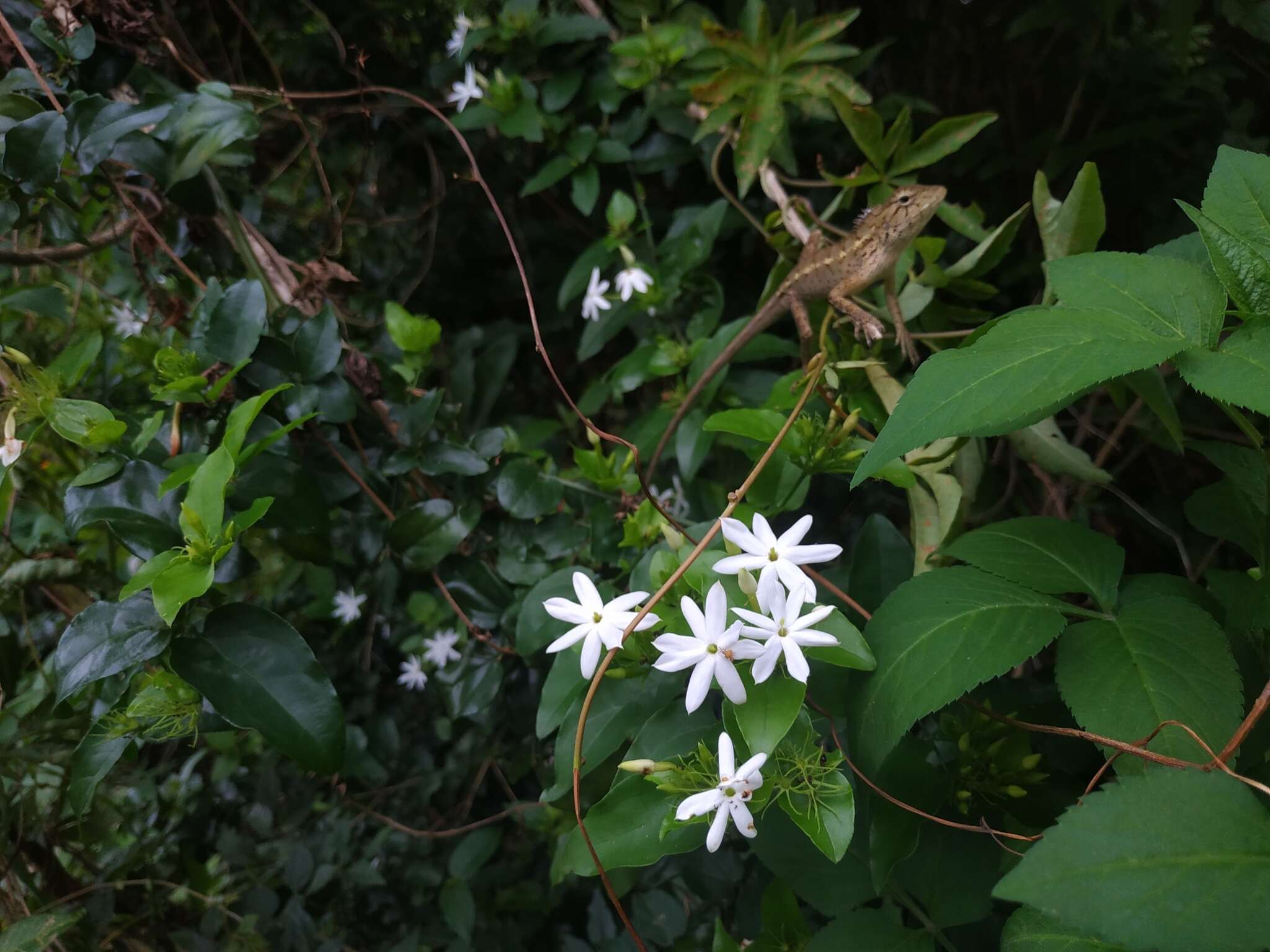 Image de Jasminum multiflorum (Burm. fil.) Andrews