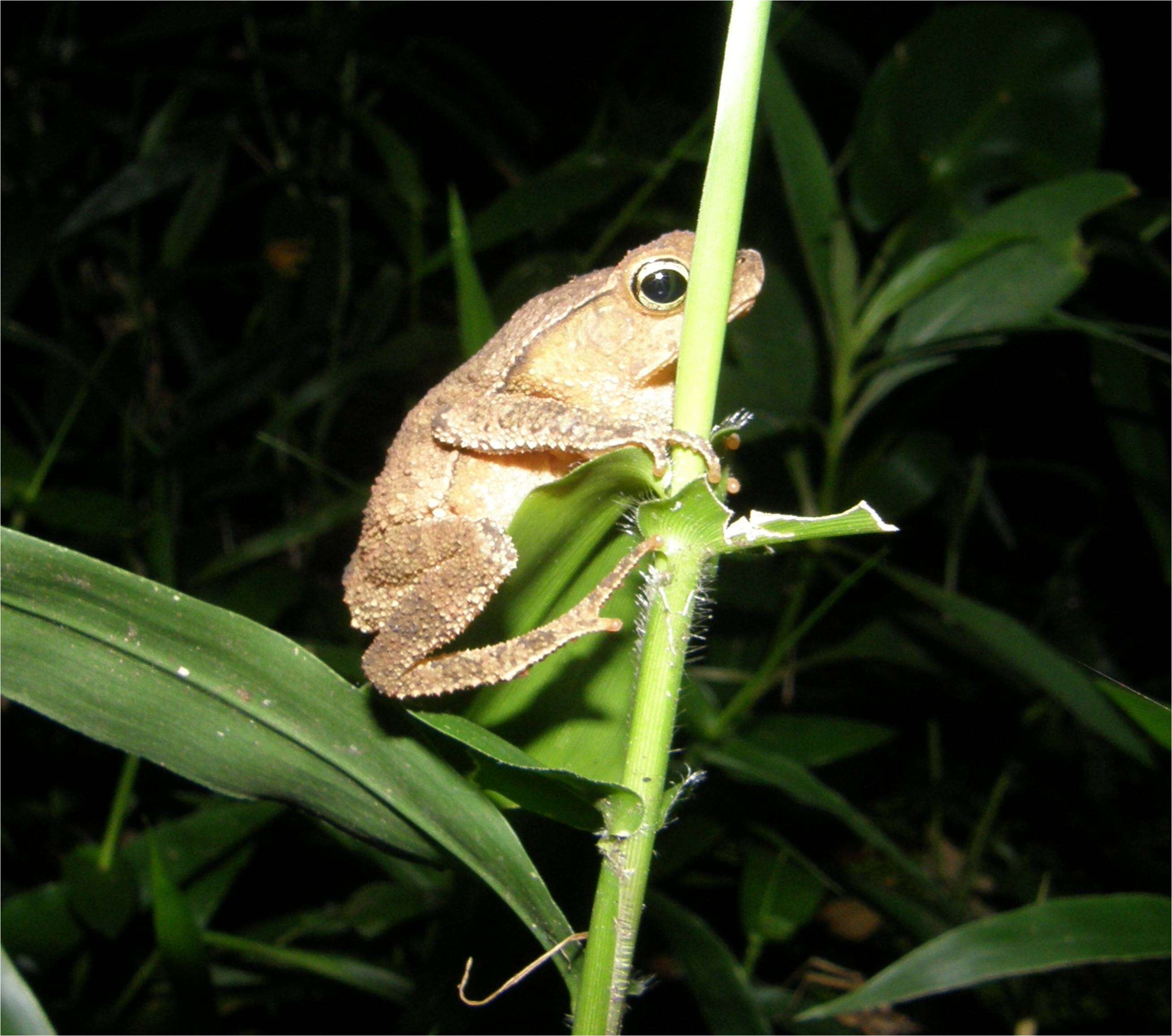 Image of Rhinella margaritifera (Laurenti 1768)