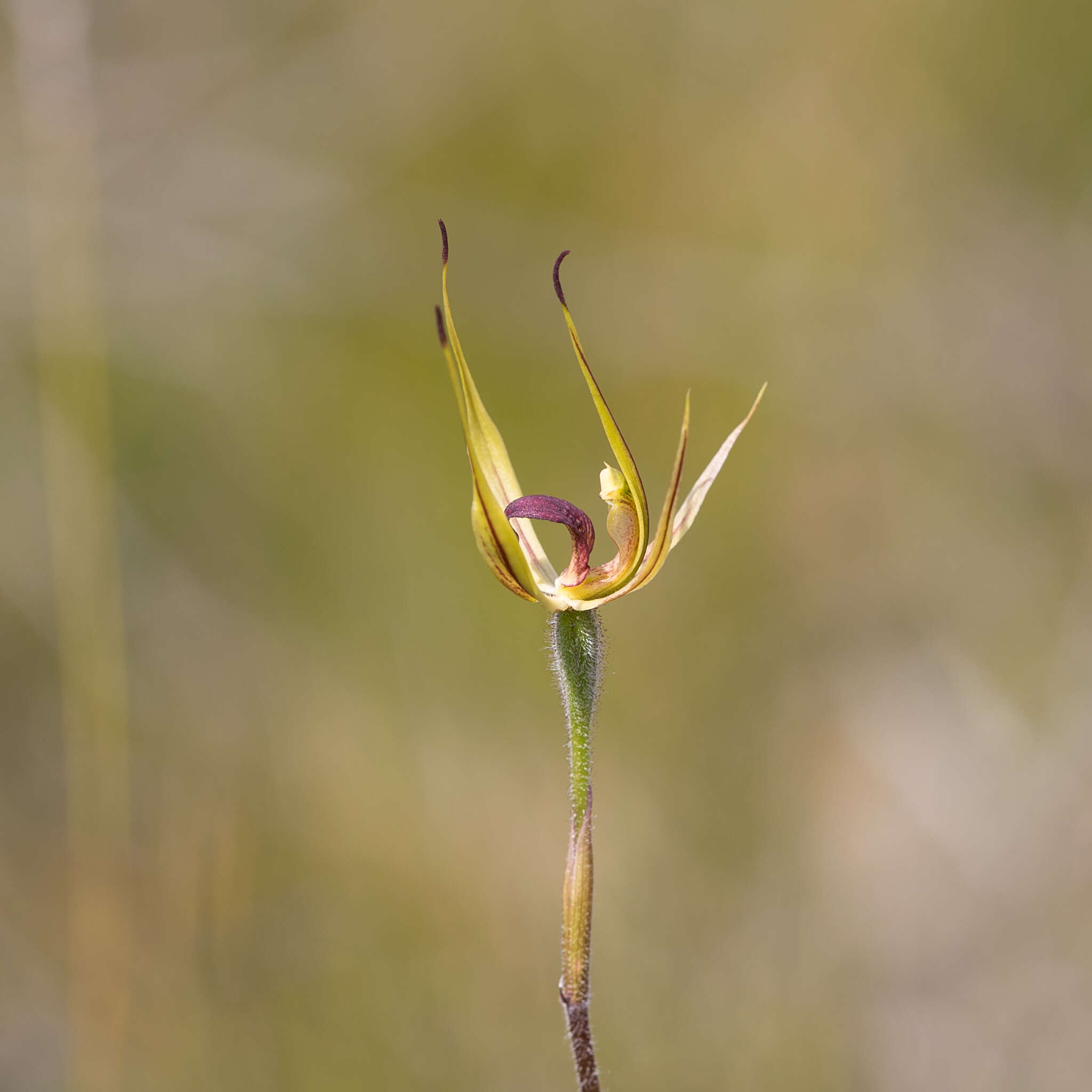 Image of Caladenia leptochila Fitzg.