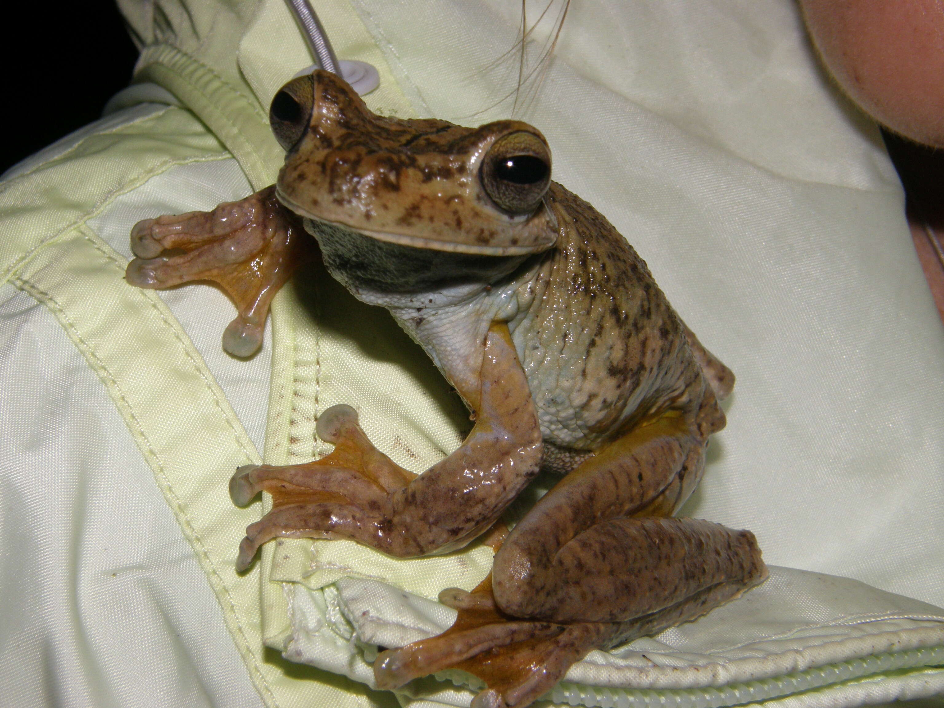 Image of Rosenberg's Gladiator Treefrog