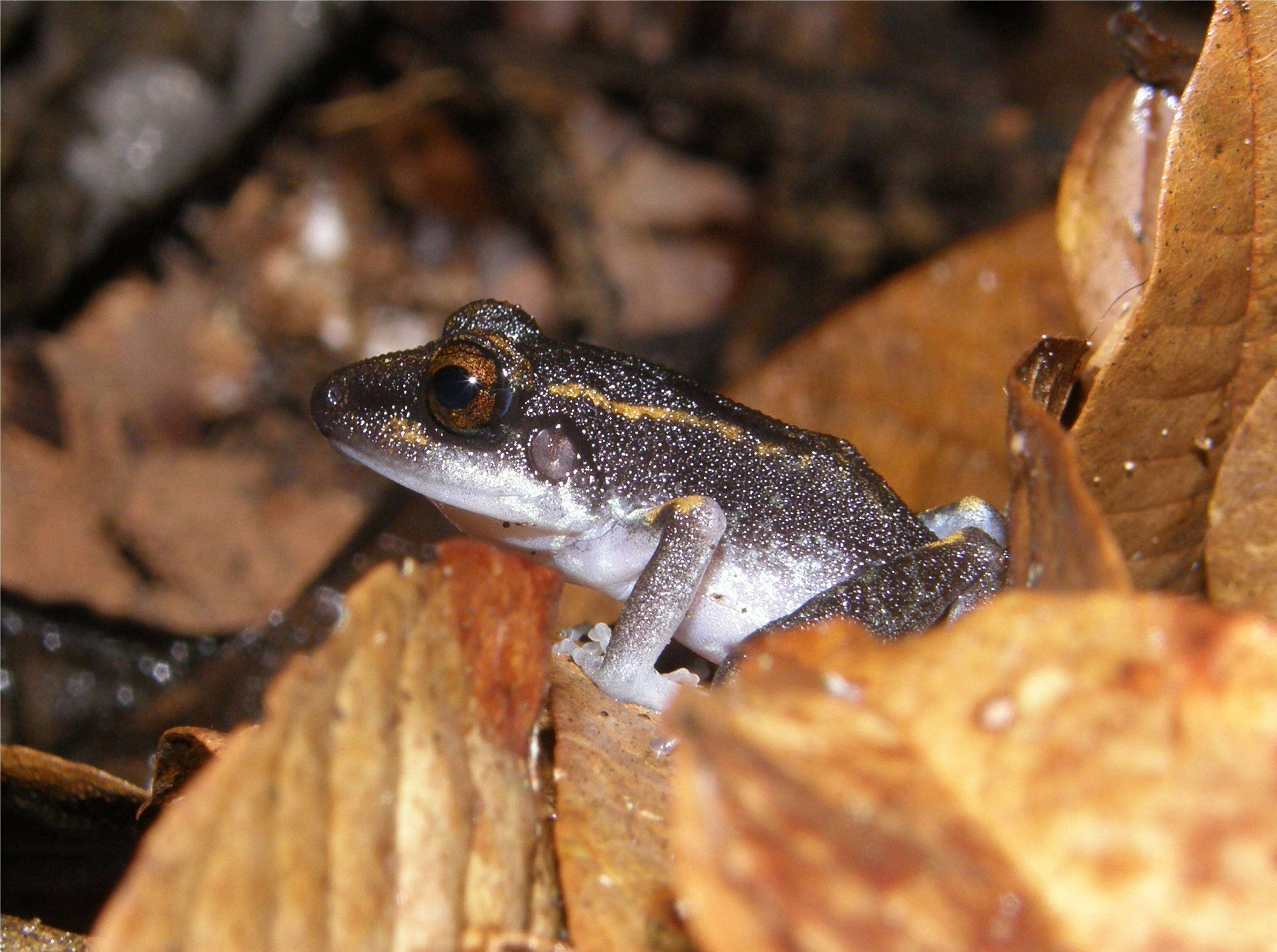 Image of Fitzinger's Robber Frog