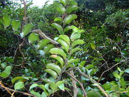 Image of Ripogonum scandens J. R. Forst. & G. Forst.