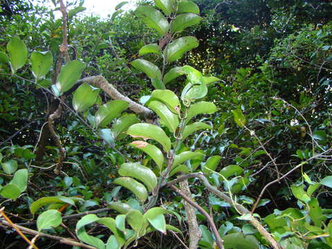 Image of Ripogonum scandens J. R. Forst. & G. Forst.