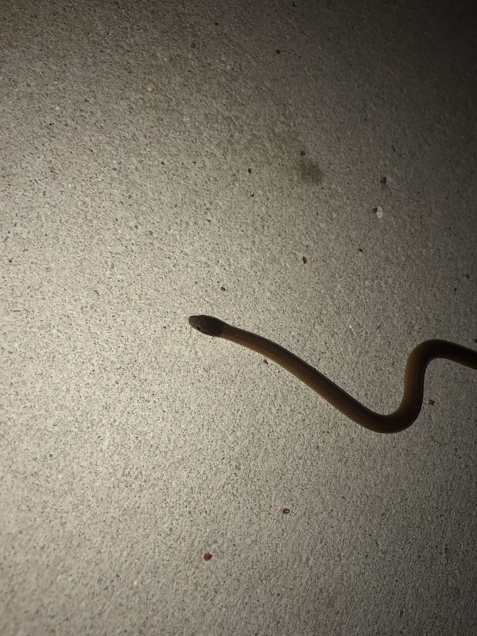 Image of Pine Woods Littersnake