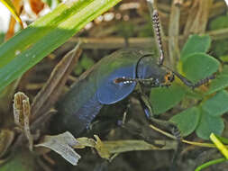 Image of Silpha (Silpha) tyrolensis Laicharting 1781