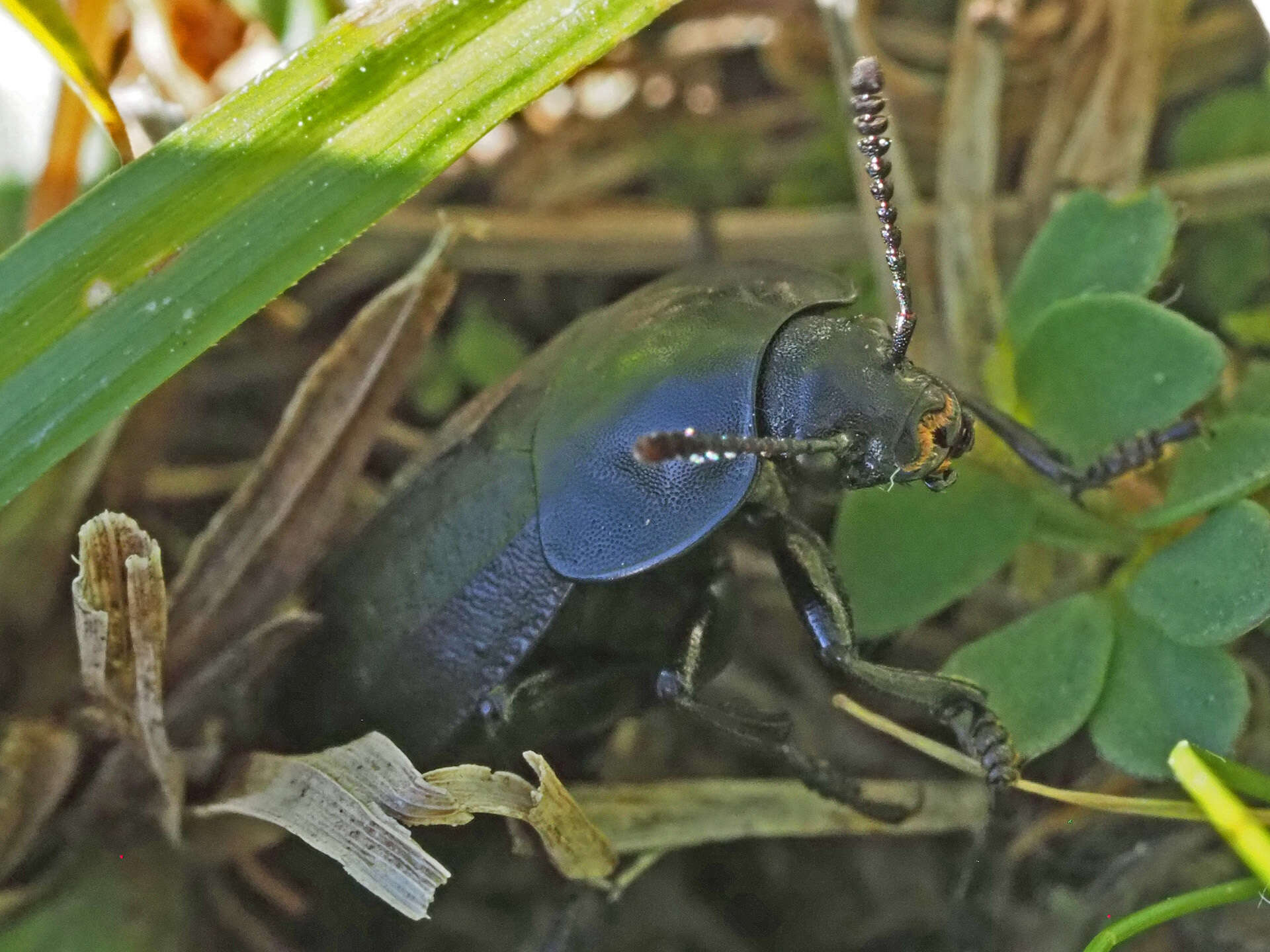 Image of Silpha (Silpha) tyrolensis Laicharting 1781