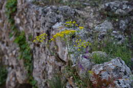 صورة Chaerophyllum coloratum L.