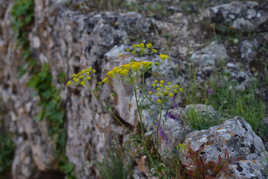 Слика од Chaerophyllum coloratum L.