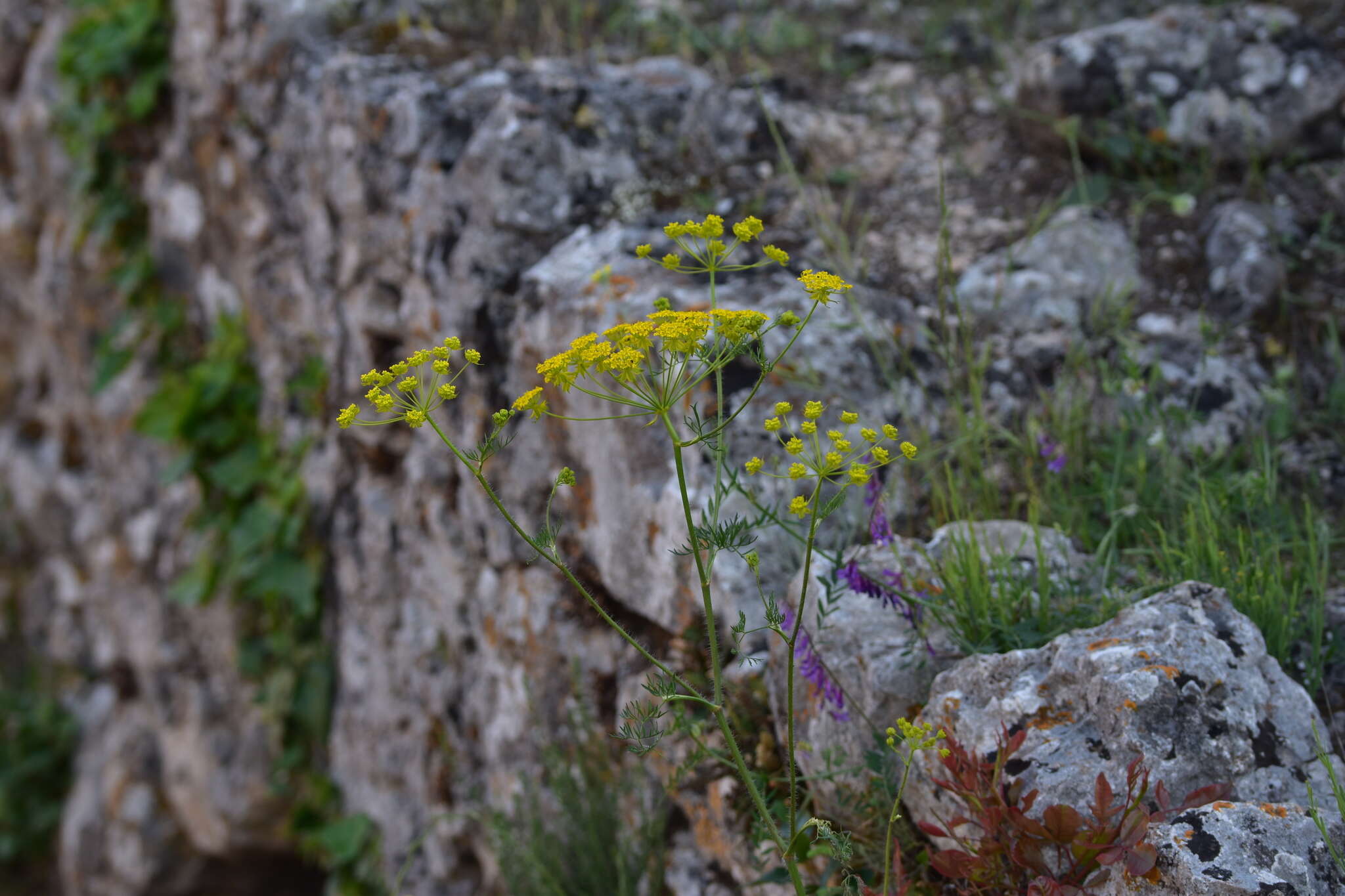 صورة Chaerophyllum coloratum L.