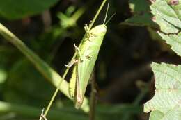 Image of Chorthippus (Chorthippus) jucundus (Fischer 1853)