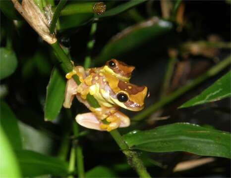 Image of Hourglass Treefrog