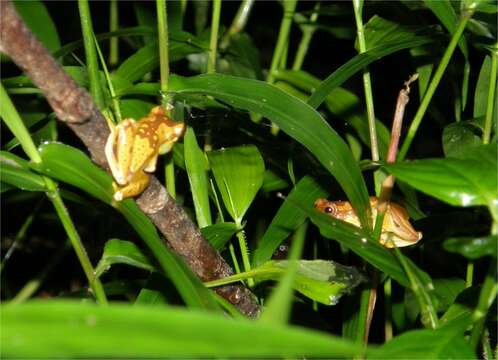 Image of Hourglass Treefrog