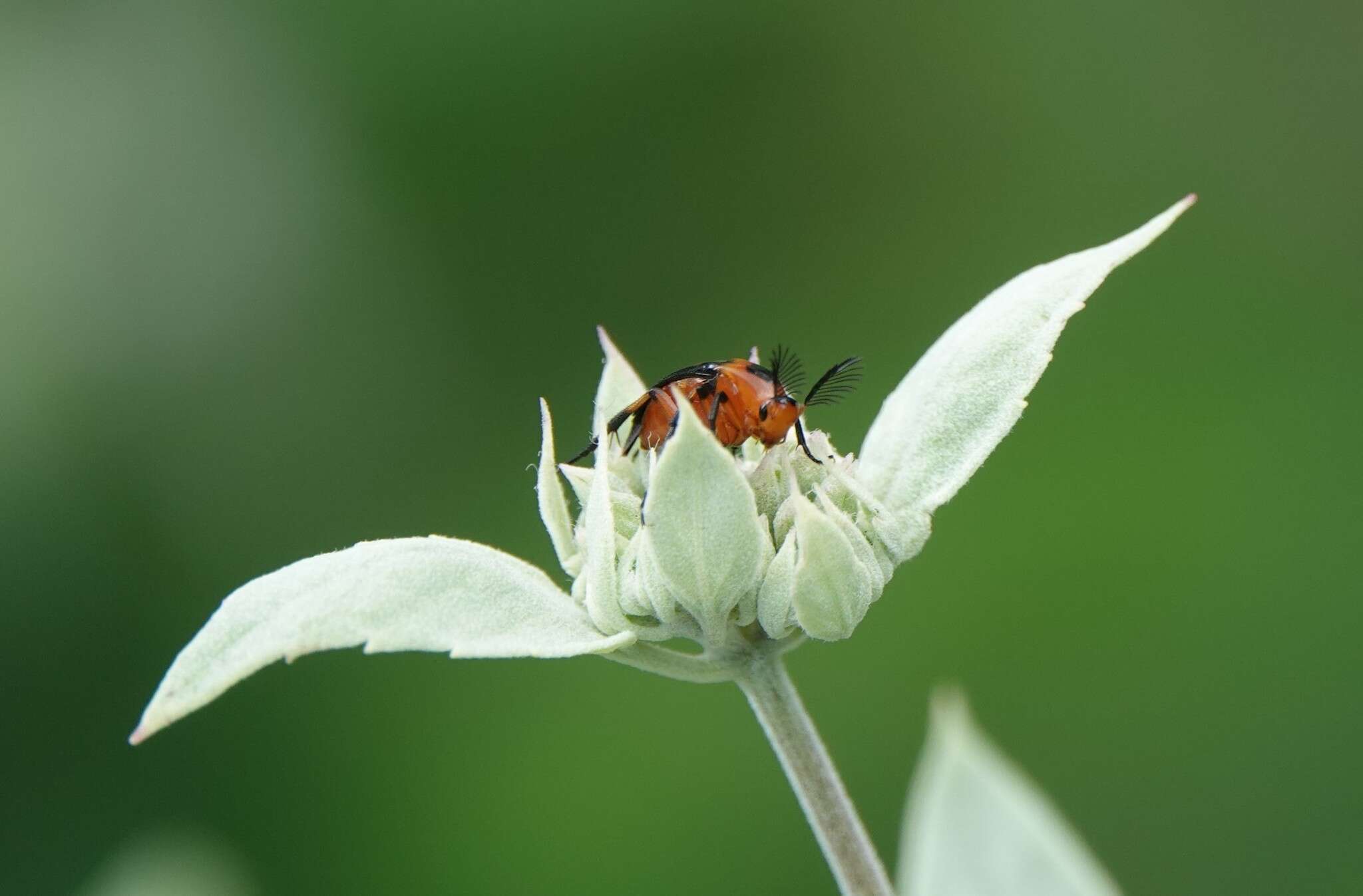 Image of <i>Macrosiagon limbatum</i>