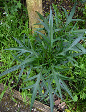 Image of Solanum subgen. Archaesolanum