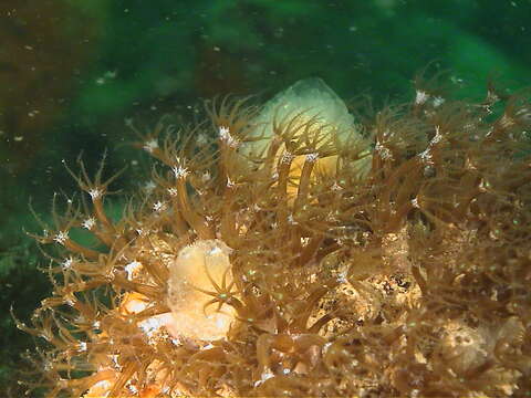 Image of Maasella edwardsii (de Lacaze-Duthiers 1888)