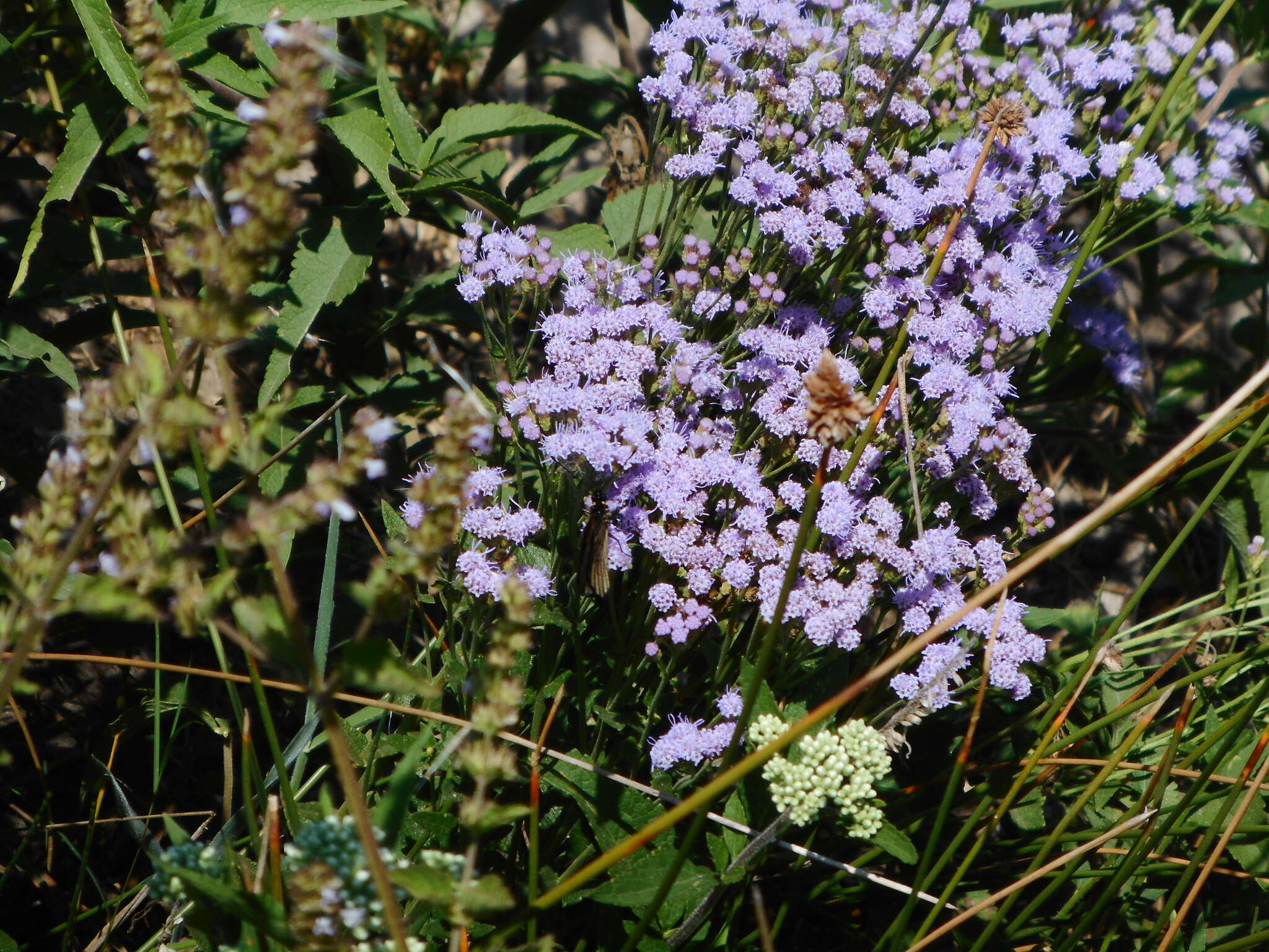 Image of Chromolaena hirsuta (Hook. & Arn.) R. King & H. Rob.