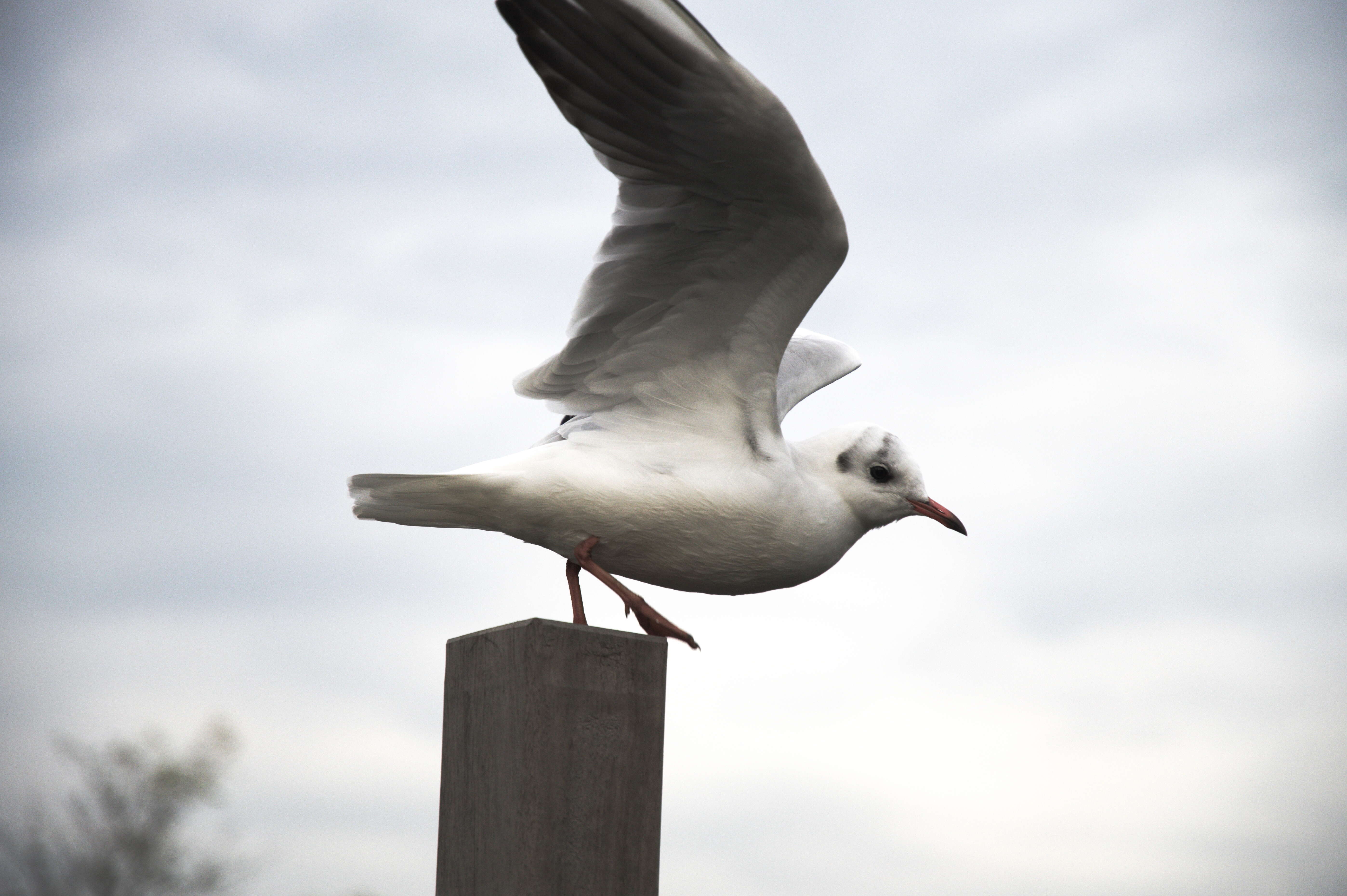 Image of Black-headed Gull