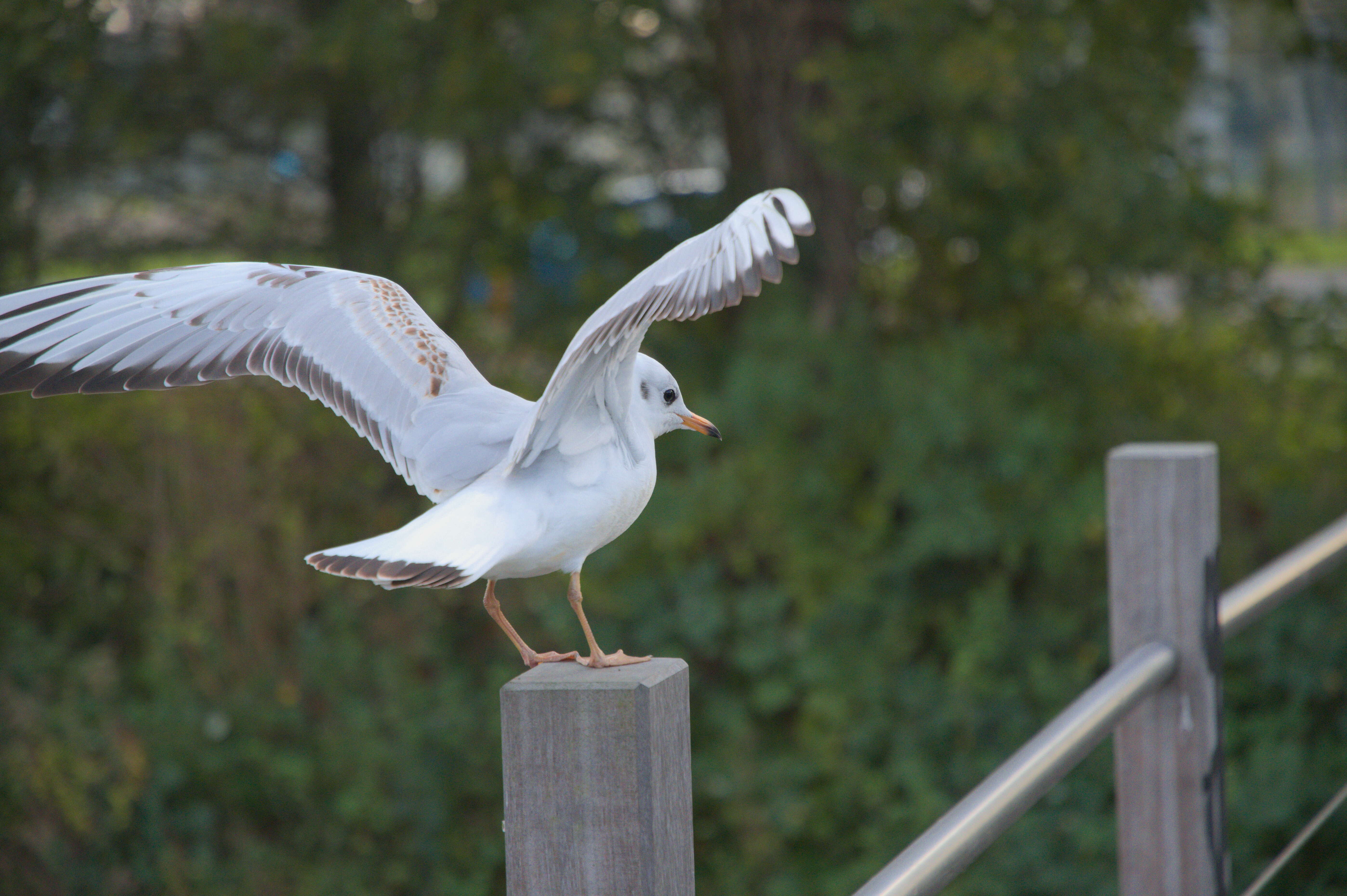 Image of Black-headed Gull