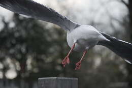 Image of Black-headed Gull