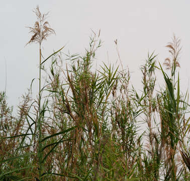 Слика од Phragmites australis subsp. australis