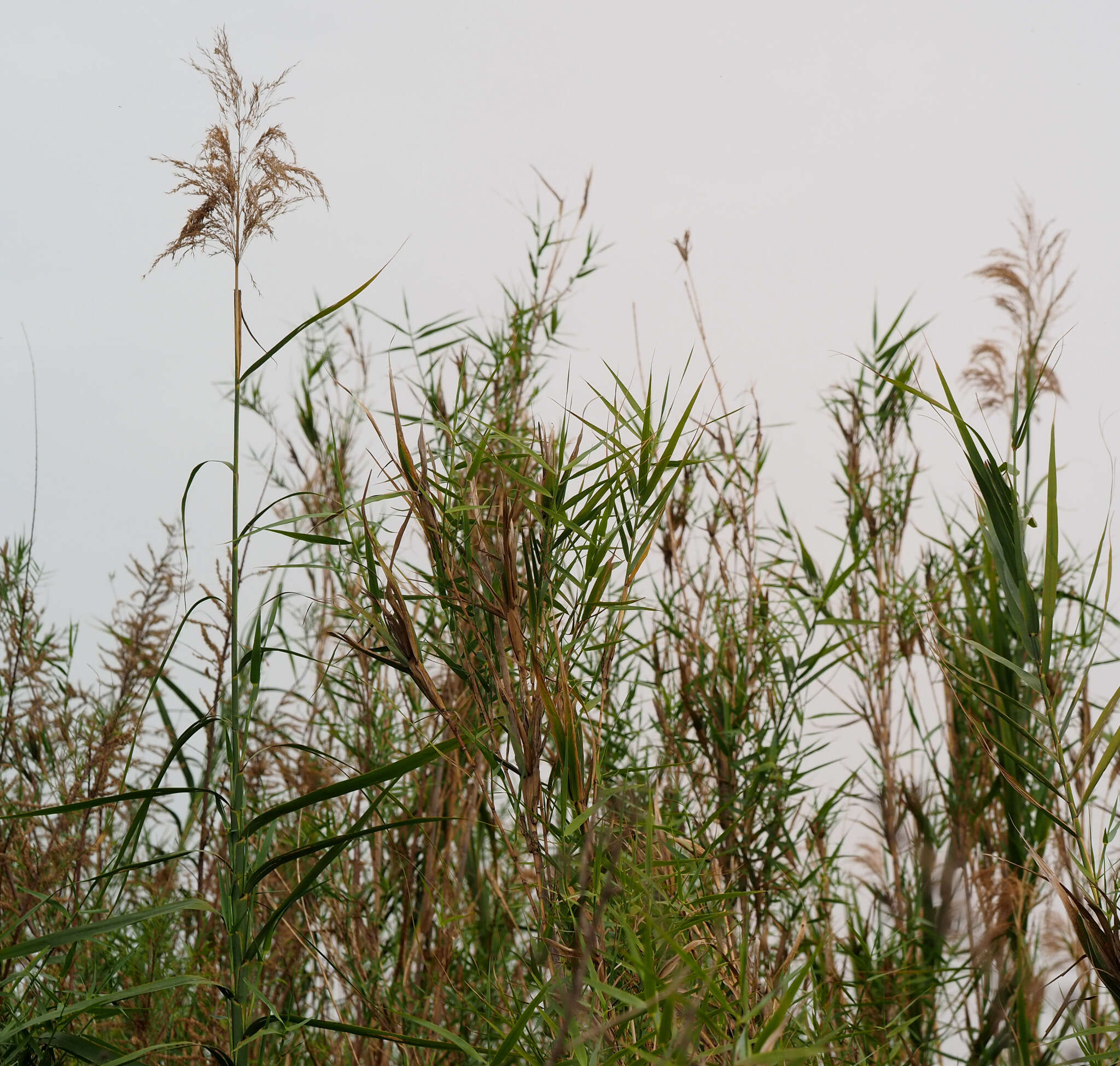 Image of American common reed