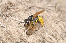 Imagem de Philanthus triangulum (Fabricius 1775)