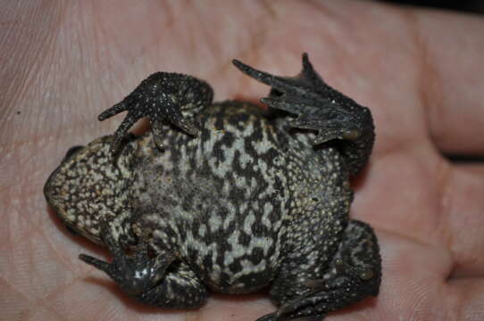 Image of Common Toad