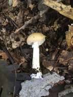 Image of Amanita crenulata Peck 1900