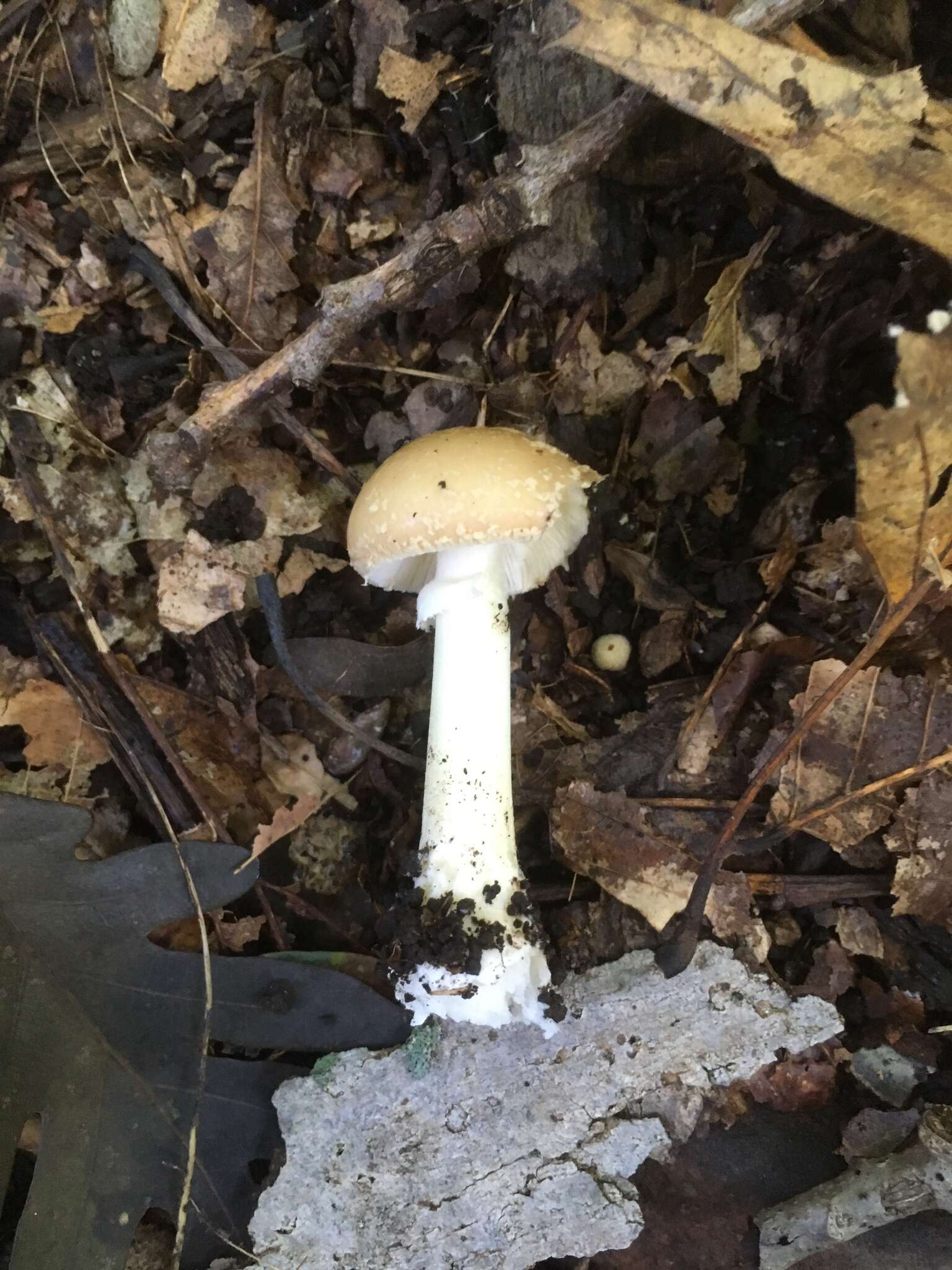 Image of Amanita crenulata Peck 1900