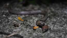 Image of Pigmy Snail Sucker