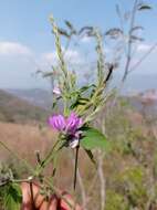 Image of Justicia breviflora (Nees) Rusby